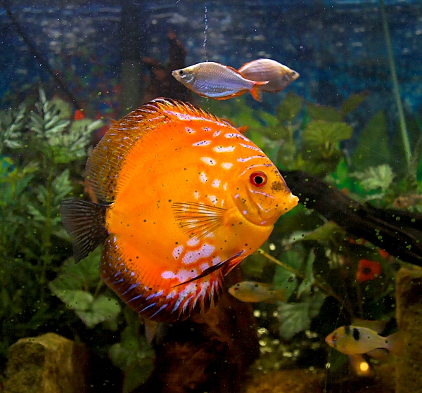 Discus