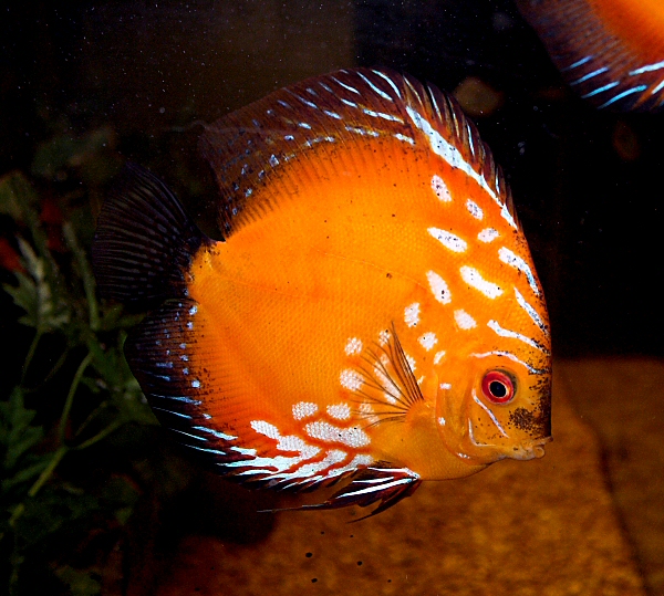 Discus