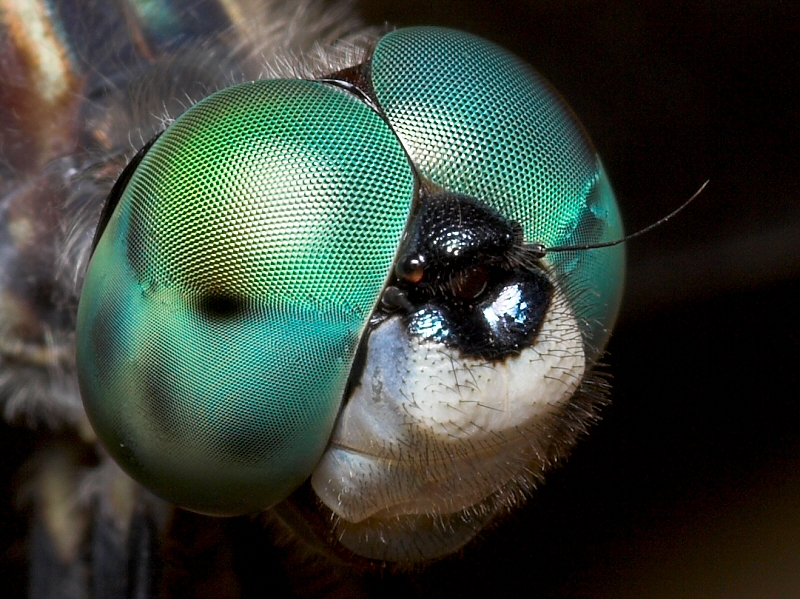 Dragonfly Eyes