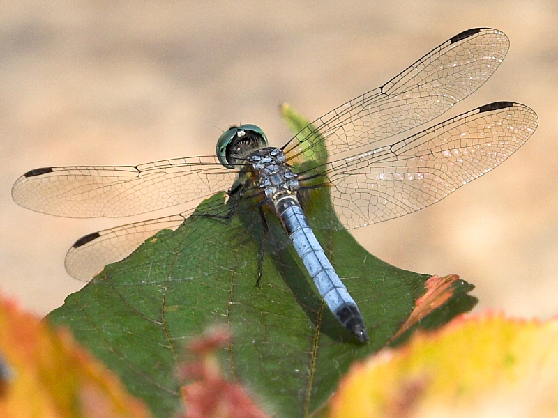 Blue Dasher Male