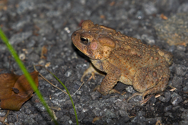 Toad-aly Cute