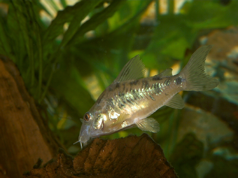 Peppered Cory