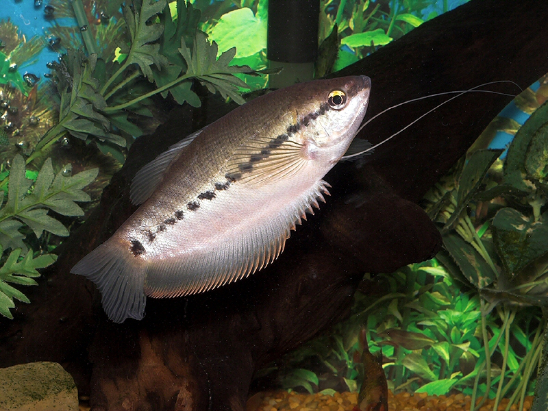 Snakeskin Gourami