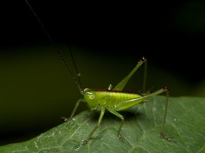 Less Shy Grasshopper