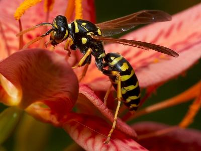 Common Wasp