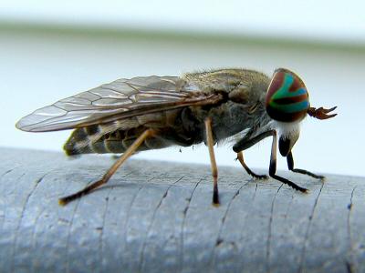 Tabanus Bromius - Horse Fly
