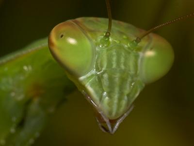 Mantis Up-Close