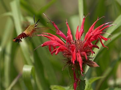 HummingBird Moth