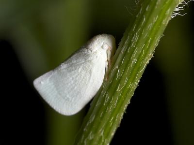 White Leafhopper