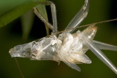 Molted Skin