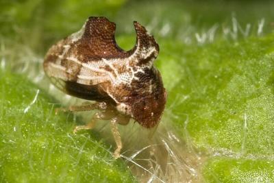 Tree Hopper