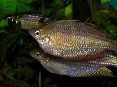 Australian Rainbows