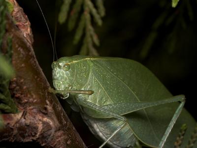 Lurking Katydid