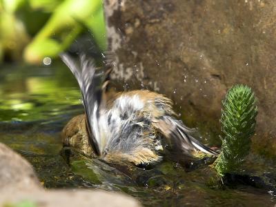 Finch Bath #2