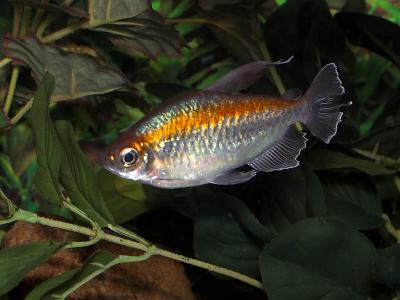 Congo Tetra