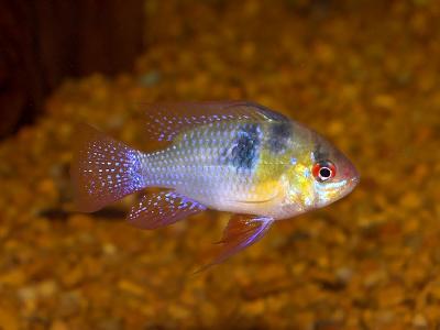 German Blue Ram