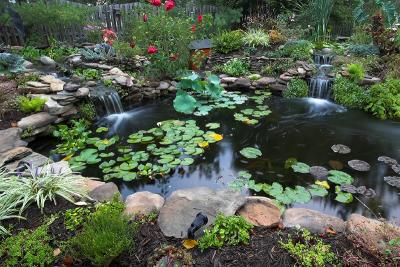 Our Koi Pond Gallery (and friends)