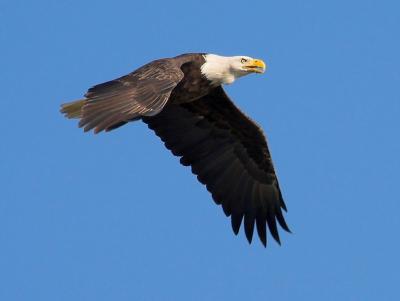 Bald Eagle