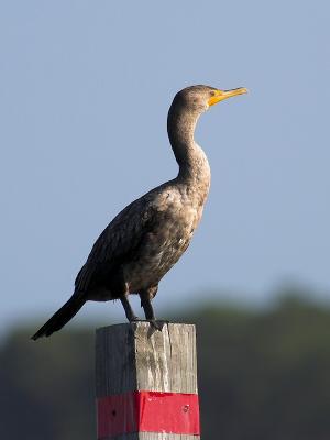 Pole Sitting Cormorant