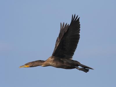 Cormorant Flight