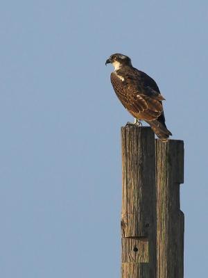 Osprey