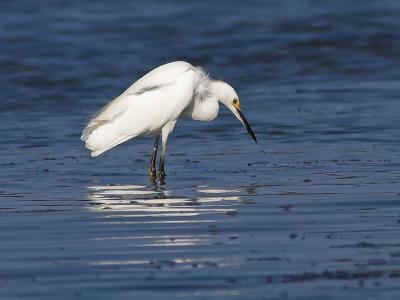 Snowy Egret