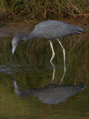 Heron Reflection