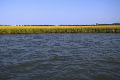 Bay Waters into Marshland