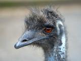 Emu Close-up