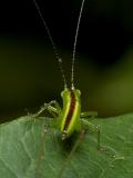 Shy Grasshopper