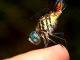 Dragonfly on my Finger