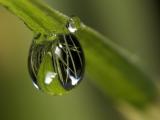 Water Drop Reflection