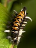 Milkweed Caterpillar