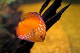 Discus