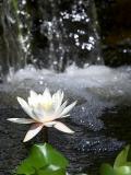 Lily Waterfall