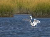 Great Egret Showing Off