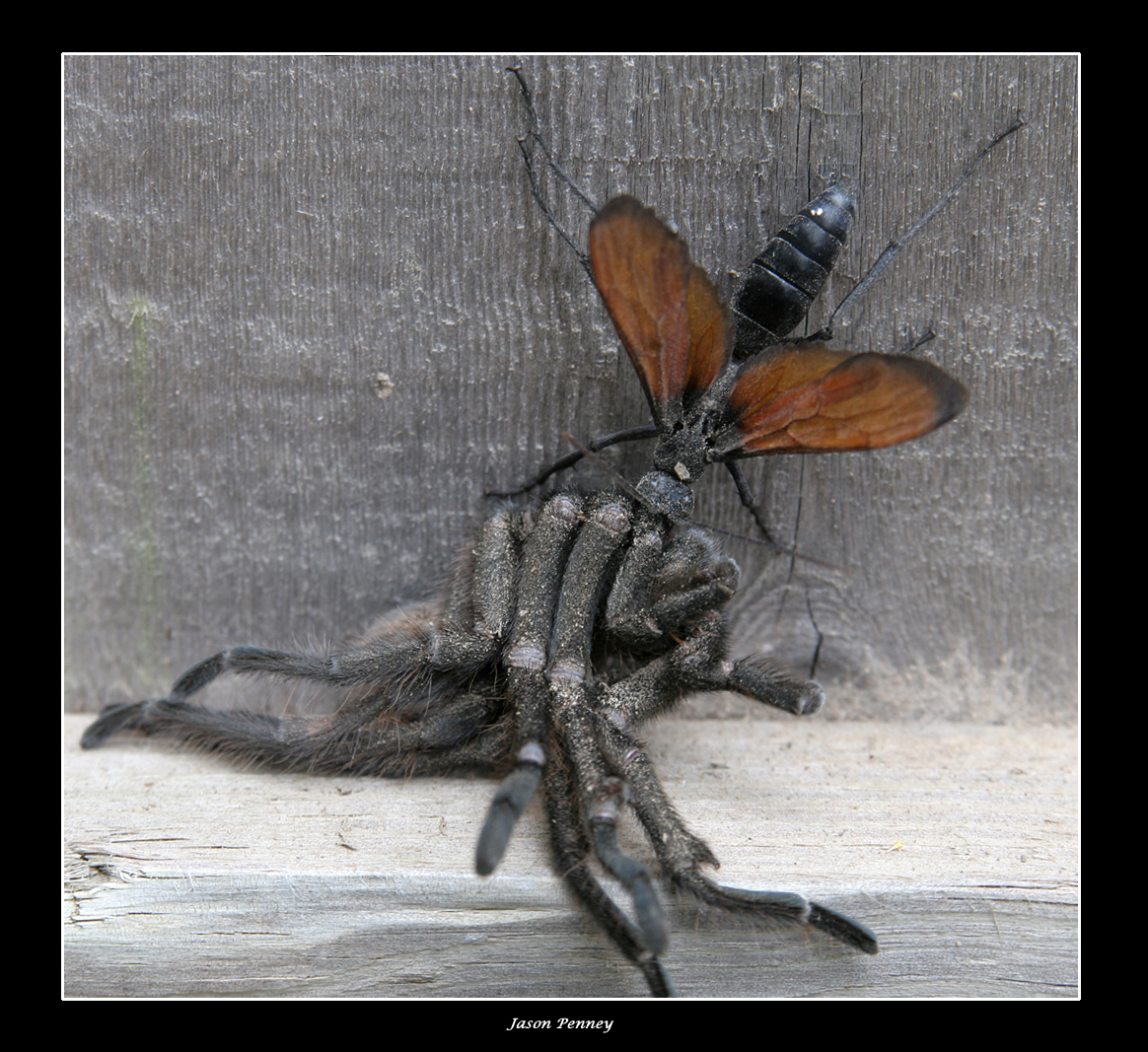 Tarantula Hawk vs. Tarantula