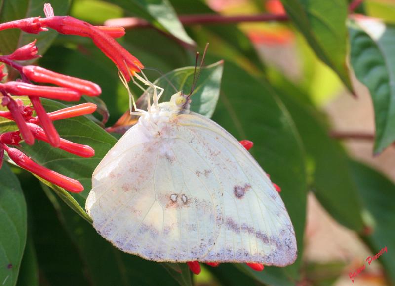 Orange Sulphur (Colias eurytheme)