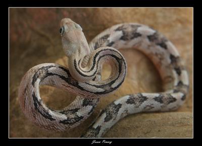 Trans-Pecos Rat Snake (B. subocularis)