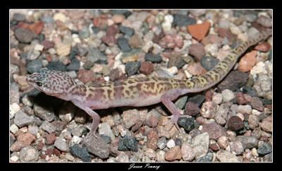 Tucson Banded Gecko