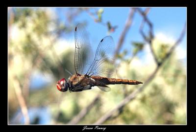 Spot-winged Glider (Pantala hymenea)