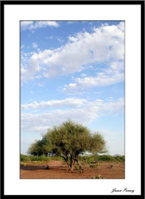 Paloverde Tree