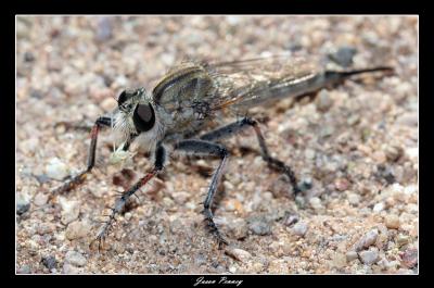Robber fly Eating a Crab Spider