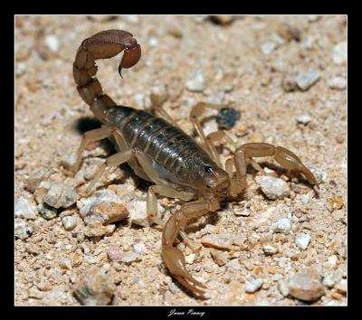 Stripetail Scorpion (Vaejovis spinigerus)