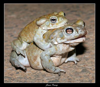 Sonoran Desert Toads