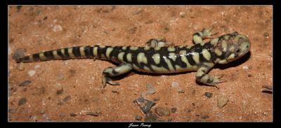 Sonoran Tiger Salamander (Ambystoma mavortium stebbinsi)