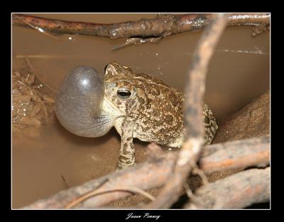 Great Plains Toad - Bufo cognatus