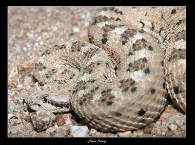 Side Winder Rattlesnake