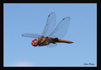 Spot-winged Glider (Pantala hymenea)