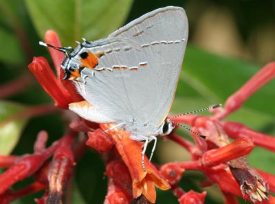 Gray Hairstreak (Strymon melinus)